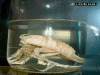 Amphipod