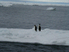 Emperor Penguins