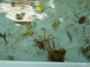 Sea Spiders
