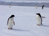 Adelie Penguins